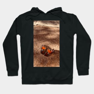 Cool Butterfly photo on a rocky ground Hoodie